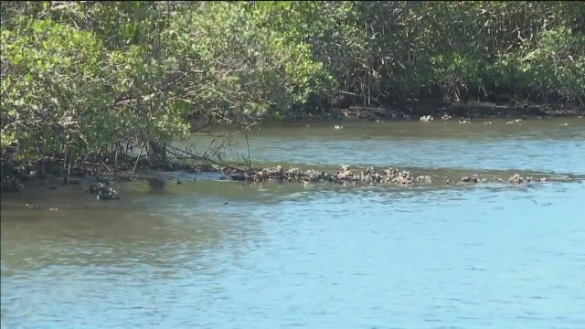 Requirements for building near wetlands, watersheds could be loosened in Manatee County