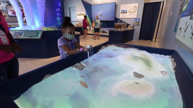 Tampa Bay Watch celebrates 30 years of working to keep local waters healthy