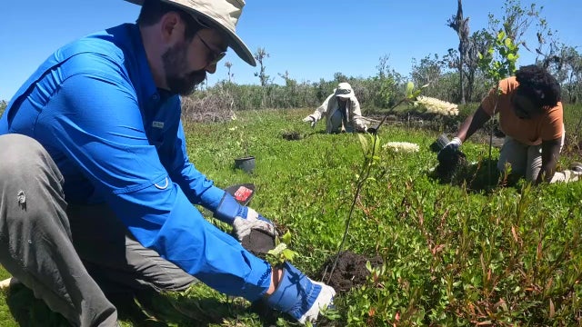 Volunteers work to preserve and restore 432-acre 'Myakka Headwaters' land