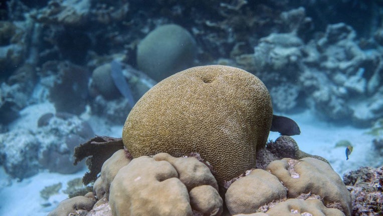 Coral Reef Species Online 