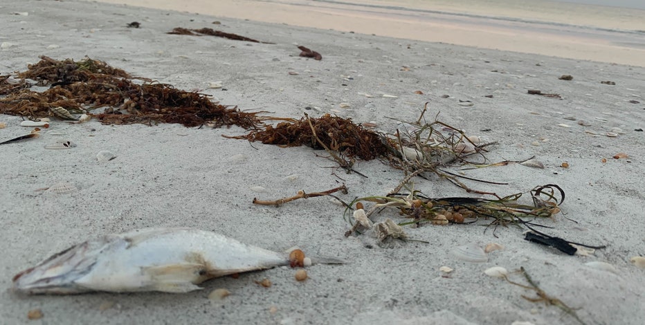 Exploring Tides at Indian Rocks Beach, Florida