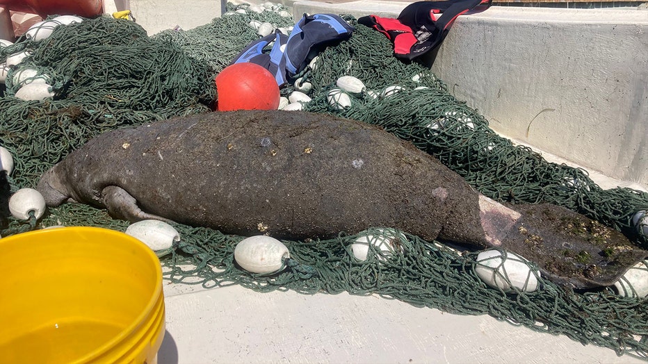 Manatee rescued from Holmes Beach