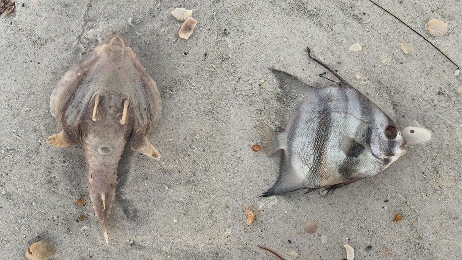 Dead fish along Indian Rocks Beach.