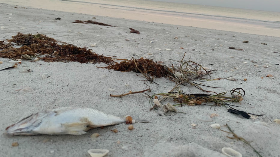 Red tide is killing fish along Indian Rocks Beach.