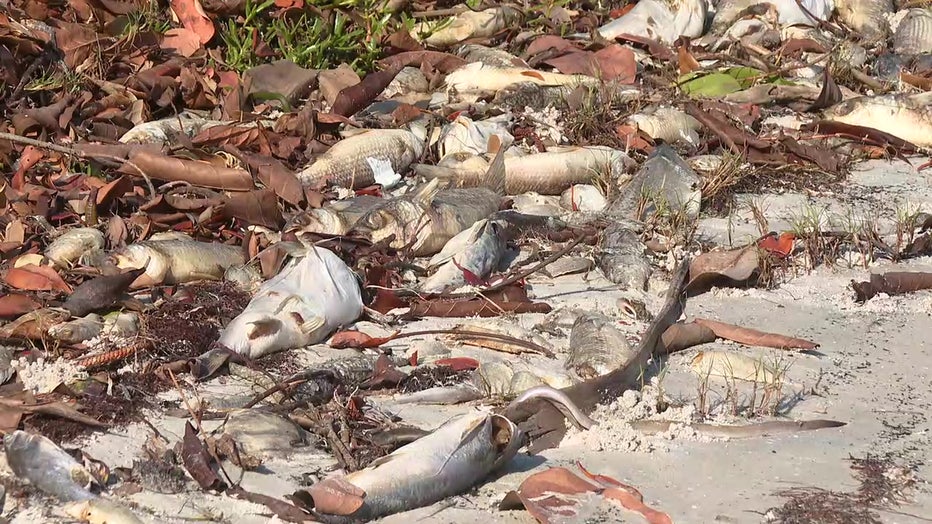 Red tide is killing fish along the Gulf Coast. 