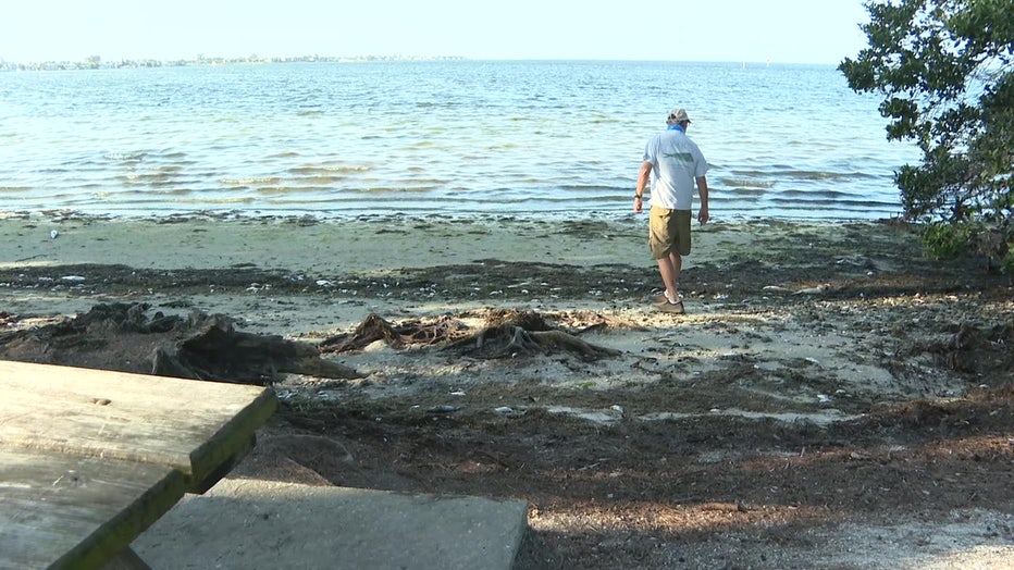 A man walks along a beach that is being impacted by red tide. 