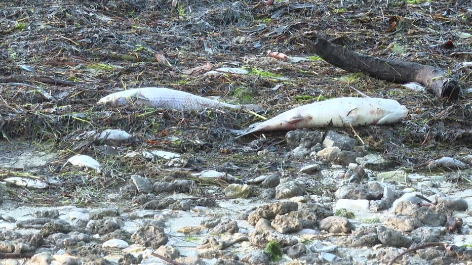 Red tide is killing fish along the Gulf Coast. 