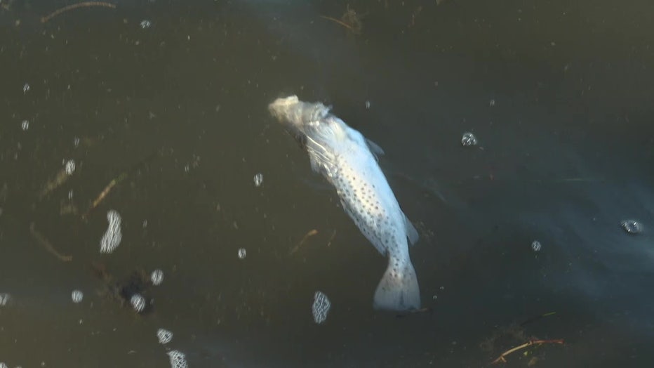 A dead fish in water impacted by red tide. 