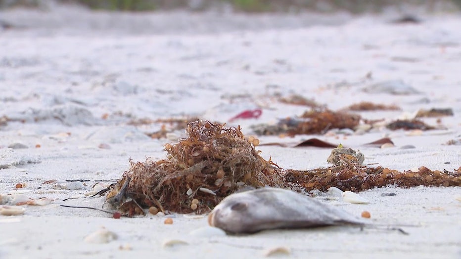 Dead fish washed up on shore from red tide. 