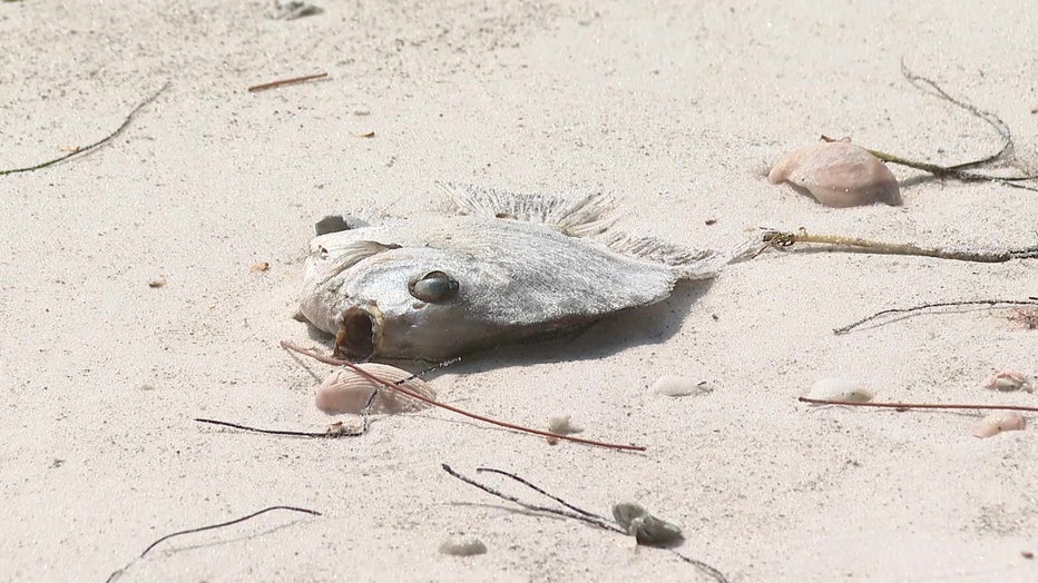 Red tide is killing thousands of fish along Gulf Coast beaches