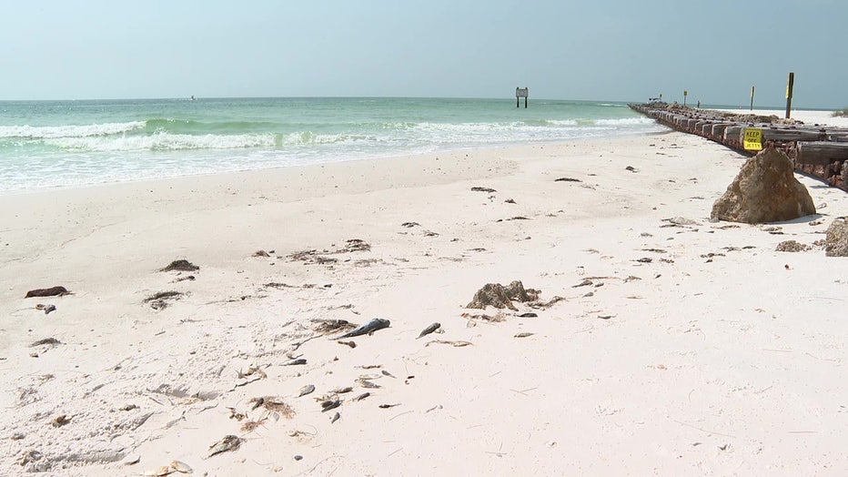 Many businesses are concerned about how red tide will impact spring break crowds. 