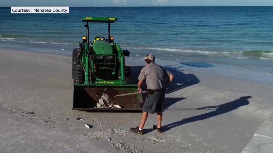 A man cleans up fish killed by red tide. 
