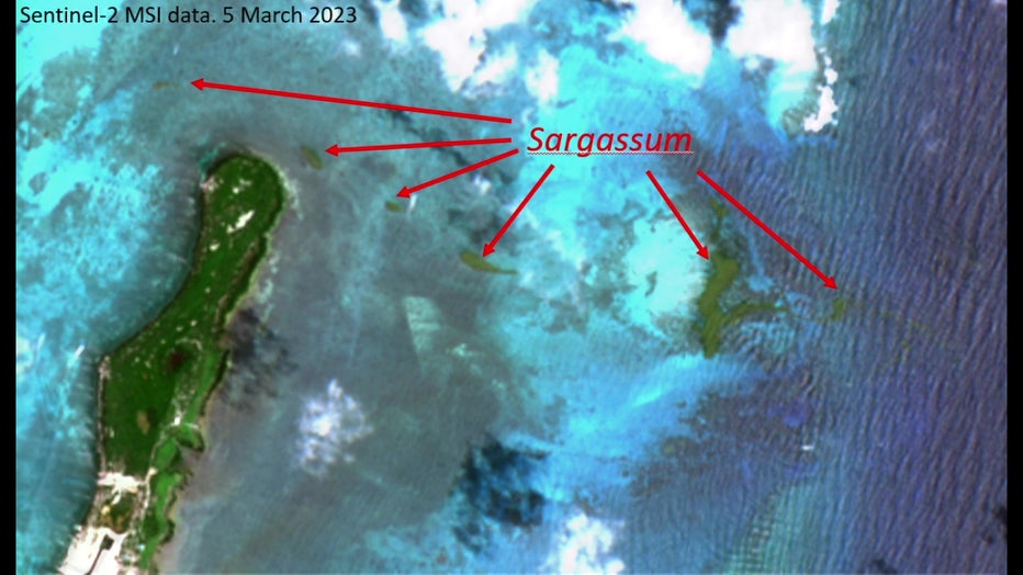 Map of seaweed bloom. 