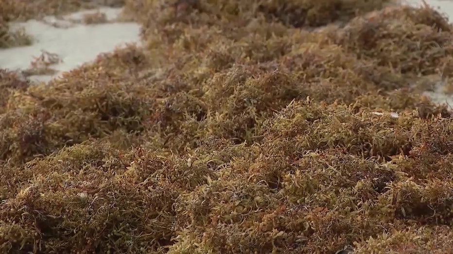 Seaweed on a beach. 