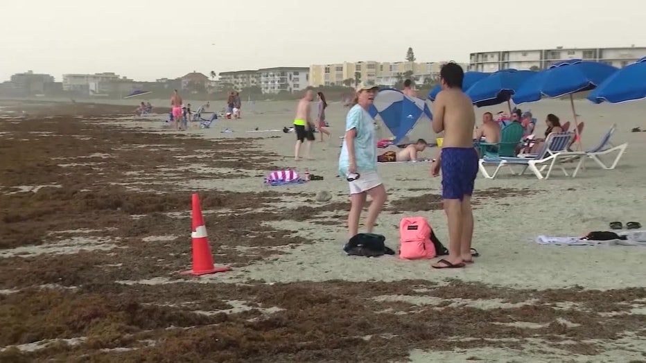 Seaweed on a beach next to beachgoers. 