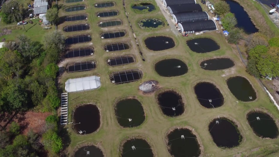 Ponds at the University of Florida's Institute of Food and Agricultural Sciences Aquaculture Laboratory in Ruskin. 