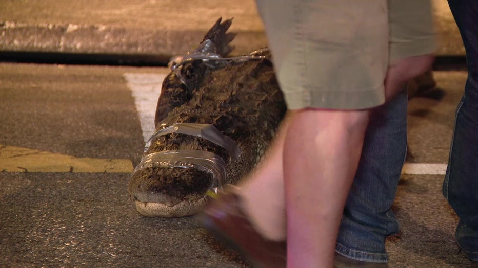 Tampa officers captured a 9'4" alligator on Howard Avenue. 