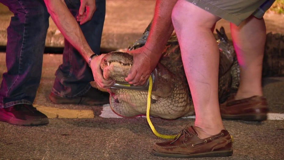 Tampa police wrangled the gator after it was seen wandering in the street.