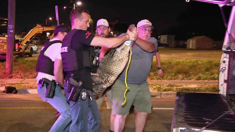 A contracted alligator trapper helps officers put the reptile in his truck. 