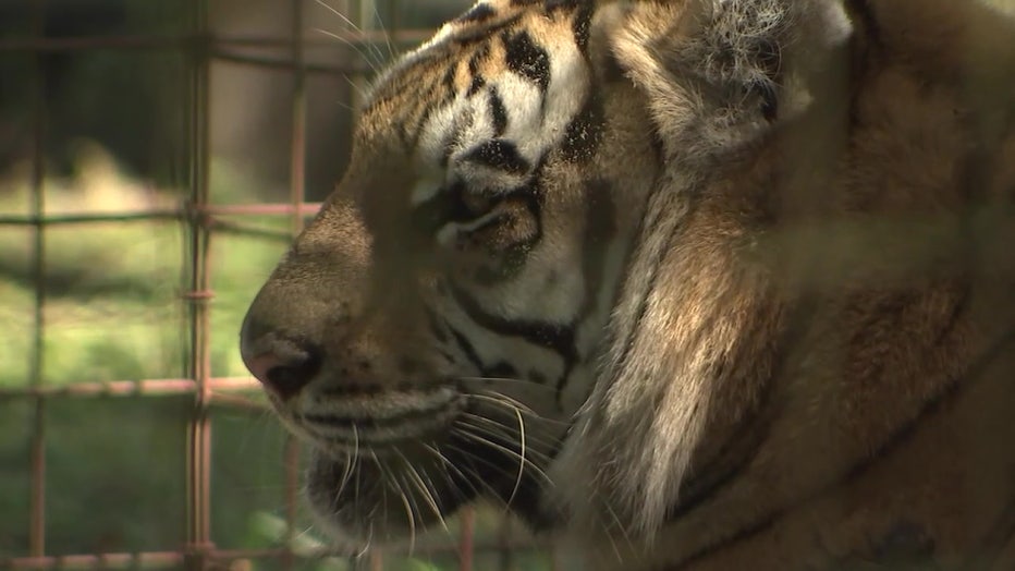 Bengal Tigers - Cat Tales Wildlife Center, bengal tiger