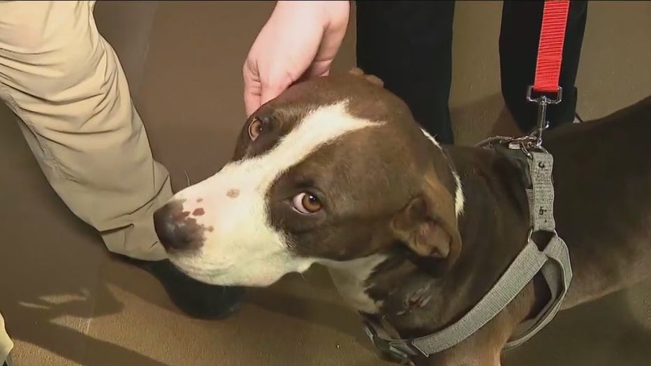 Dog rescued after being found with zip ties and electrical wire embedded into neck. 