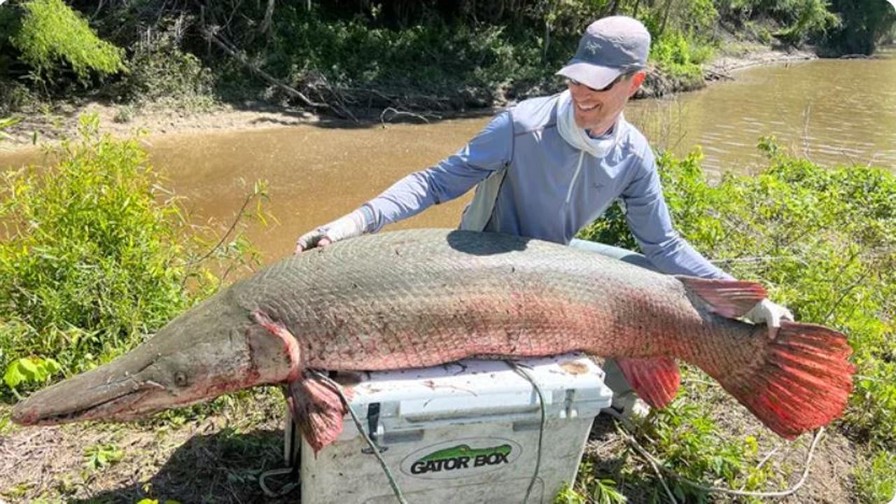 Kentucky man reels in likely world-record alligator gar from Texas river |  FOX 13 Tampa Bay