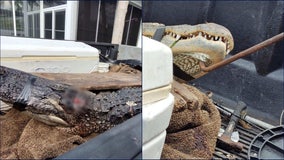 Alligator attacks man in Florida, bites his leg off, officials say