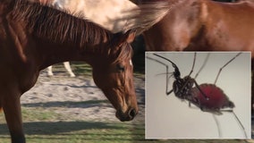 Polk County Health Department warns of Triple-E after 2 horses test positive