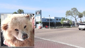 New St. Pete bar is going to the dogs