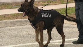 Haines City Police Department gets newly donated protective gear for K9 unit
