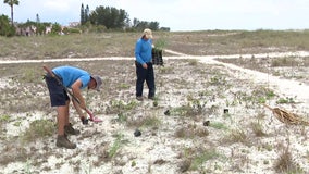 Treasure Island aims to plant 1,000 sea oats to reduce beach erosion during severe storms