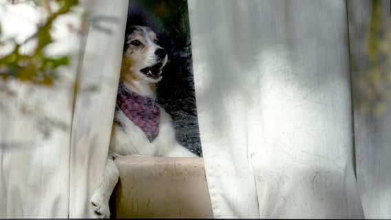 Why does my pet do that? (Part 2) Pet questions answered by veterinarians