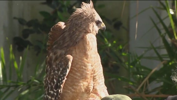 Discarded fishing line can also be deadly for inland birds, expert says