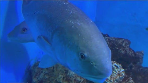 High amount of prescription drugs found in redfish in Florida’s most important estuaries, new study finds
