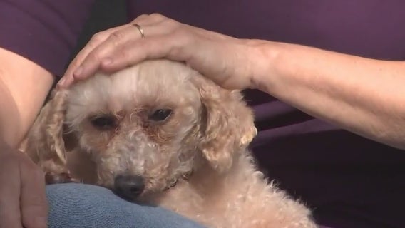 How to recognize the signs of doggy dementia