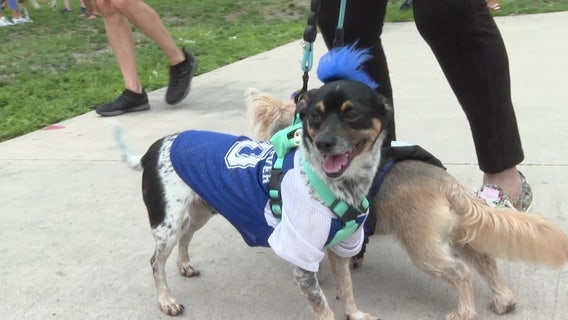 SCPA Pet walk raises more than 150 thousand dollars for shelter animals