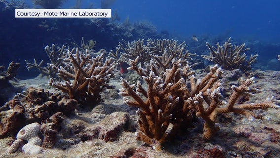 Mote Marine receives NOAA grant to help restore 200,000 corals in Florida Keys