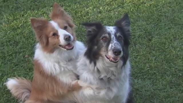 Tampa-area dogs find success in showbiz