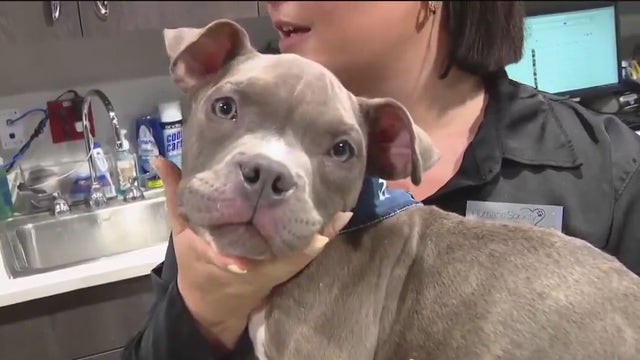 Puppy recovering after being tossed over fence at Humane Society of Tampa Bay