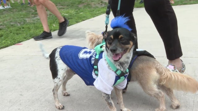 SCPA Pet walk raises more than 150 thousand dollars for shelter animals
