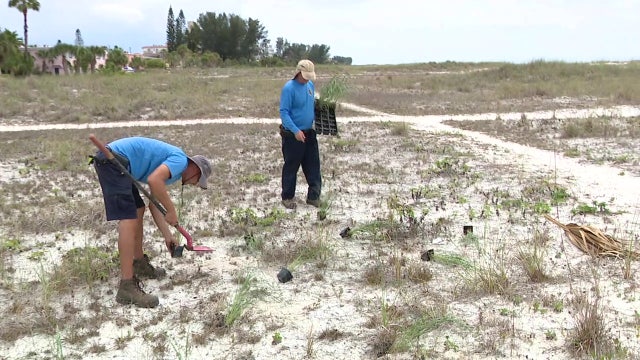 Treasure Island aims to plant 1,000 sea oats to reduce beach erosion during severe storms