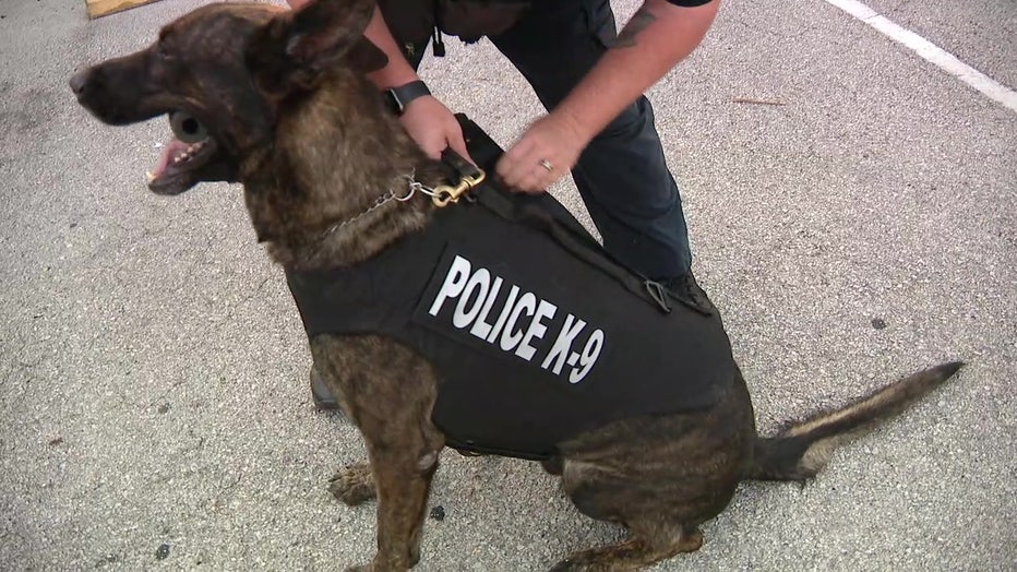 Haines City Police Department K9 wearing a new bulletproof vest. 