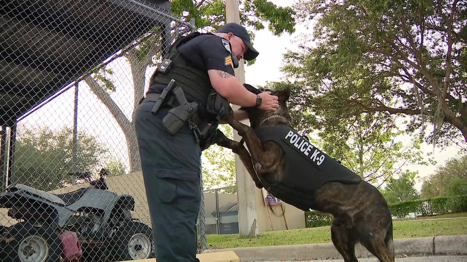 Haines City Police Department K9 plays with handler while wearing bulletproof vest. 