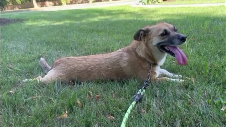 A dog relaxes in the grass. 