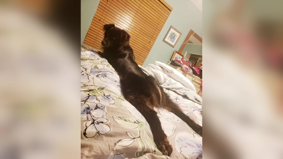 A dog 'splooting' on a bed. 