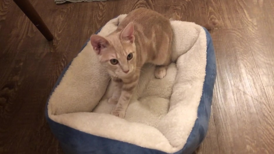 A cat 'makes biscuits' in cat bed. 