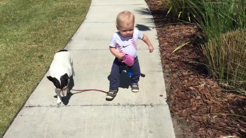 Baby walking dog. 