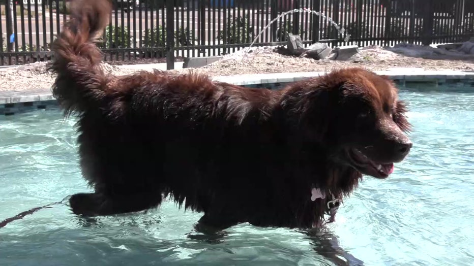 A dog enjoys playing in the pool. 