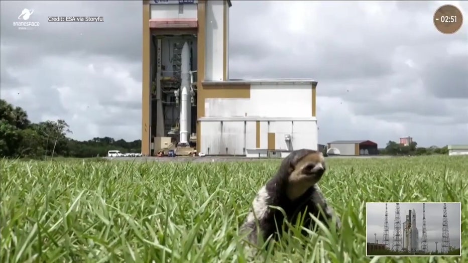 A sloth delighted viewers watching a broadcast of a European rocket launch.