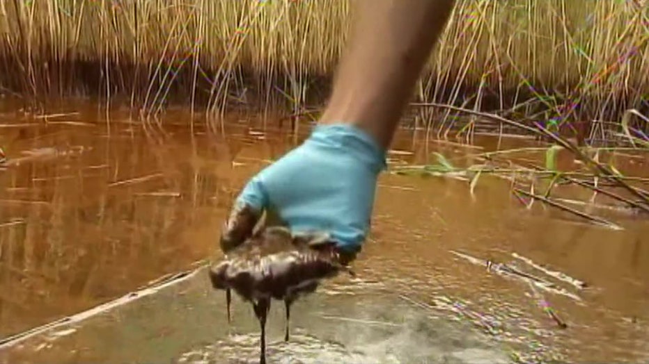 USF researchers say oil from the 2010 spill can still be found.